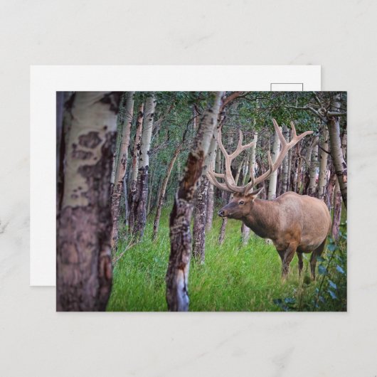 Carte Postale Photo Elk géant (Devant / Derrière)
