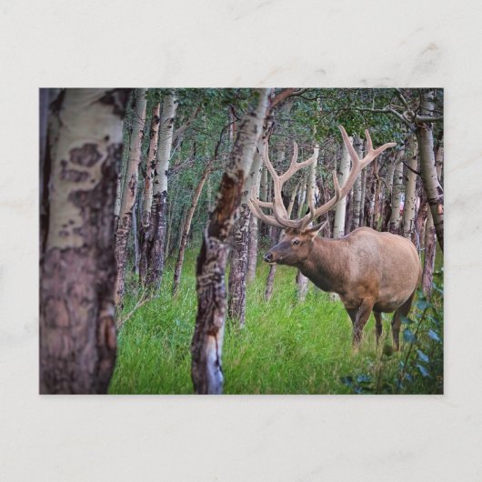 Carte Postale Photo Elk géant (Devant)