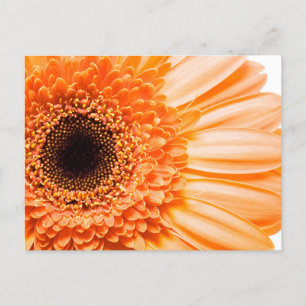 Carte postale photo en gros plan de gerbera margue