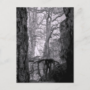 Carte Postale Photo en noir et blanc d'arbres