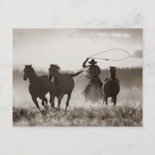 Carte Postale Photo en noir et blanc d'un Cowboy Lassos Horses