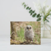 Carte postale photo envol de la Chouette (Debout devant)