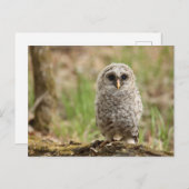 Carte postale photo envol de la Chouette (Devant / Derrière)