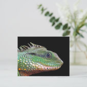 Carte Postale Photo Faune Iguana (Debout devant)