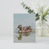Carte Postale Photo Femme Mallard Duck (Debout devant)