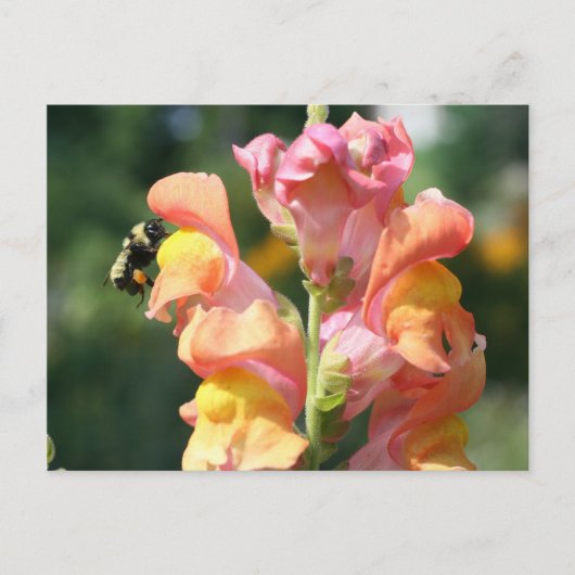 Carte Postale Photo Fleur Abeille Sur Snapdragon (Devant)