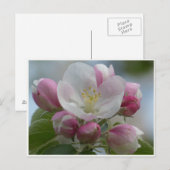 Carte Postale Photo Fleur de Pomme Rose et Blanc (Devant / Derrière)