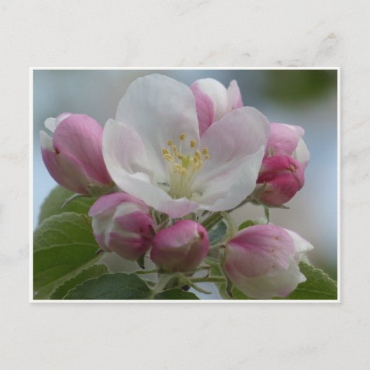 Carte Postale Photo Fleur de Pomme Rose et Blanc (Devant)
