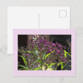 Carte postale photo Fleur sauvage violette (Devant / Derrière)