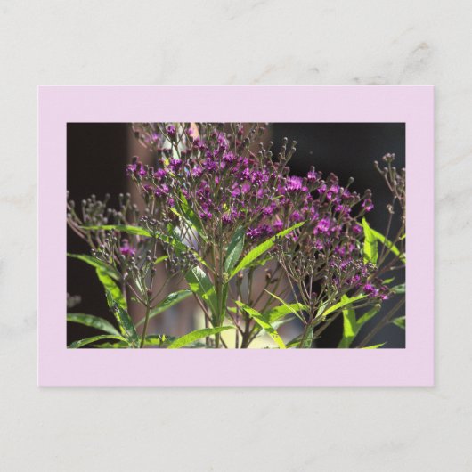 Carte postale photo Fleur sauvage violette (Devant)