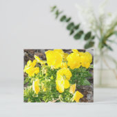 Carte postale Photo Fleurs de Pansy Jaunes (Debout devant)