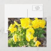 Carte postale Photo Fleurs de Pansy Jaunes (Devant / Derrière)