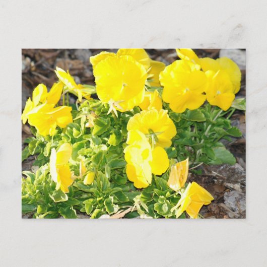 Carte postale Photo Fleurs de Pansy Jaunes (Devant)