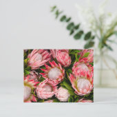 Carte Postale Photo Fleurs Protea (Debout devant)