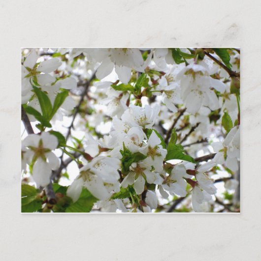 Carte Postale Photo florale blanche arbre à écoulement blanc (Devant)