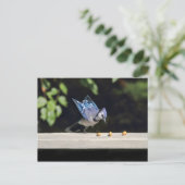 Carte Postale Photo Flying Blue Jay (Debout devant)