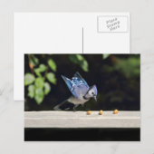 Carte Postale Photo Flying Blue Jay (Devant / Derrière)