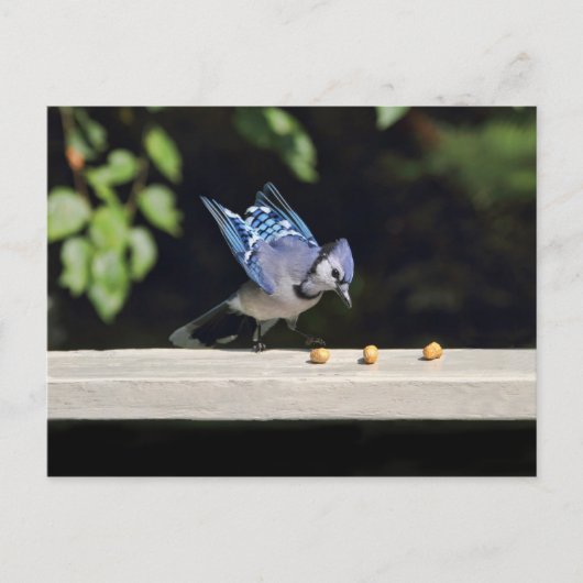 Carte Postale Photo Flying Blue Jay (Devant)