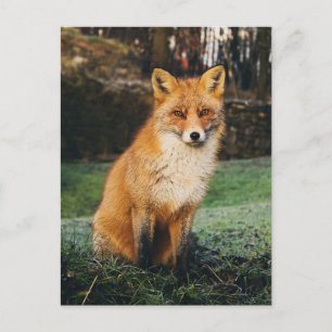 Carte postale photo Fox Brown