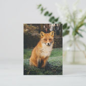 Carte postale photo Fox Brown (Debout devant)