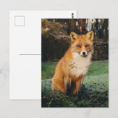 Carte postale photo Fox Brown (Devant / Derrière)