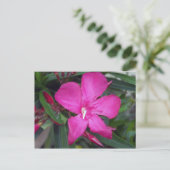 Carte Postale Photo Fucshia Oleander (Debout devant)