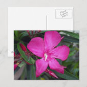 Carte Postale Photo Fucshia Oleander (Devant / Derrière)