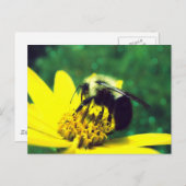 Carte Postale Photo Fuzzy Bumblebee (Devant / Derrière)