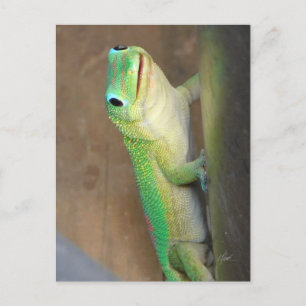 Carte Postale Photo Gecko 