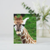 Carte postale photo Giraffe (Debout devant)