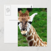 Carte postale photo Giraffe (Devant / Derrière)