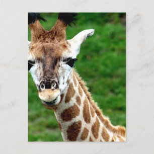 Carte postale photo Giraffe