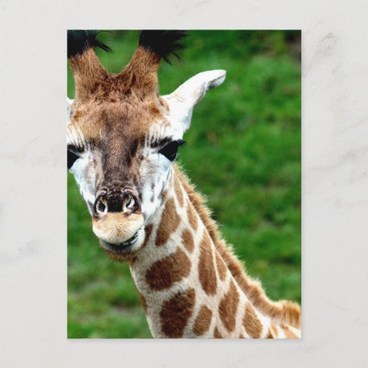 Carte postale photo Giraffe (Devant)