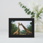 Carte Postale Photo Giraffe (Debout devant)