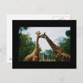 Carte Postale Photo Giraffe (Devant / Derrière)