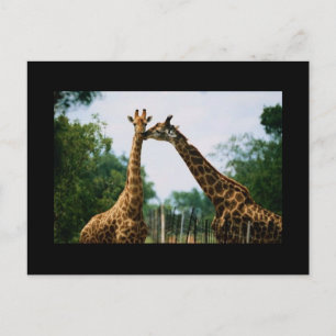 Carte Postale Photo Giraffe