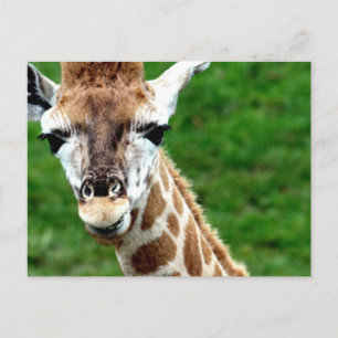 Carte postale photo Giraffe