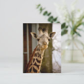 Carte postale photo Giraffe 2013 Calendrier (Debout devant)