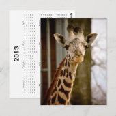 Carte postale photo Giraffe 2013 Calendrier (Devant / Derrière)