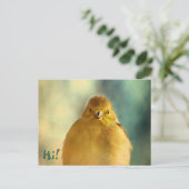 Carte Postale Photo Goldfinch (Debout devant)