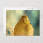 Carte Postale Photo Goldfinch (Devant / Derrière)