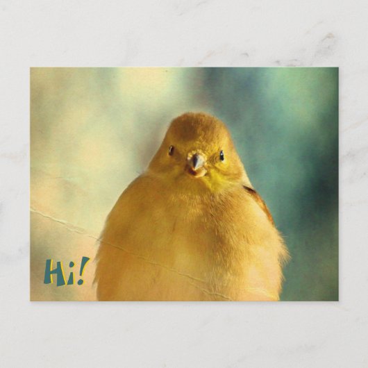 Carte Postale Photo Goldfinch (Devant)