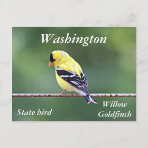 Carte Postale photo goldfinch américaine
