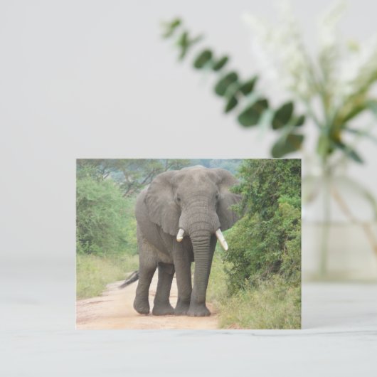 Carte Postale Photo grand éléphant (Debout devant)