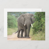 Carte Postale Photo grand éléphant (Devant / Derrière)