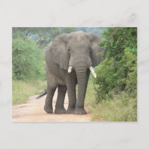 Carte Postale Photo grand éléphant