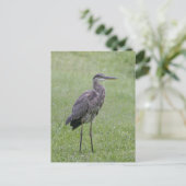Carte postale photo Great Blue Heron (Debout devant)