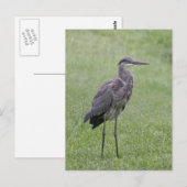 Carte postale photo Great Blue Heron (Devant / Derrière)