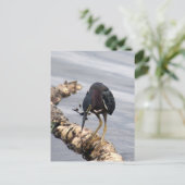 Carte postale photo Green Heron (Debout devant)