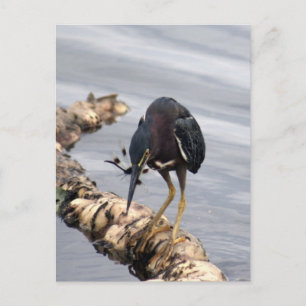 Carte postale photo Green Heron